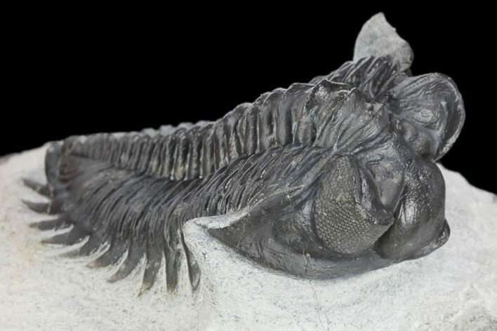 Coltraneia Trilobite Fossil - Huge Faceted Eyes #125239